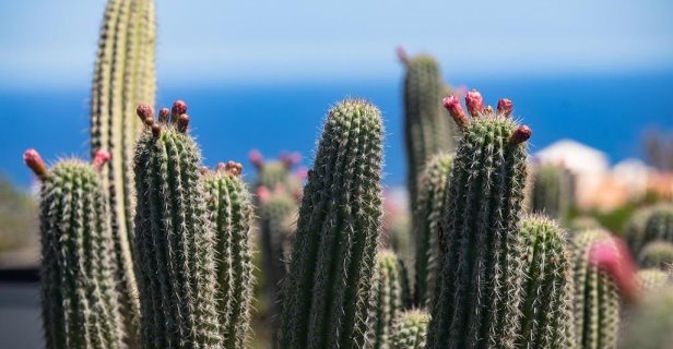 5 Suites Lanzarote