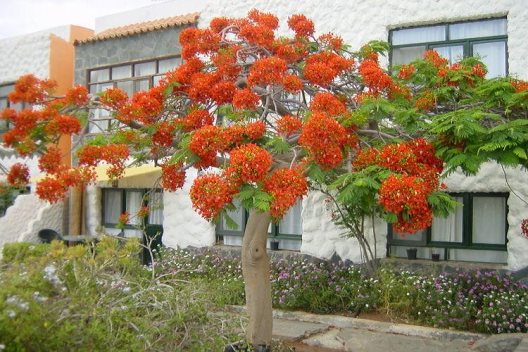 Apartamentos  El Angosto