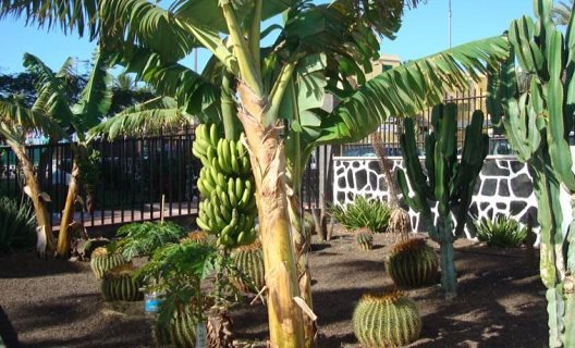 Apartamentos Los Cactus