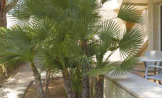 Apartamentos Massol