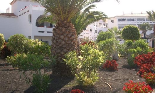 Apartamentos Y Suites Regency Torviscas