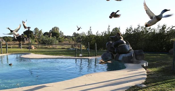 Aparthotel Ardea Purpurea