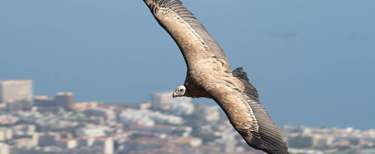 Entradas Teleférico Benalmádena