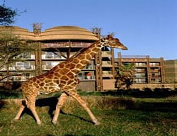Hotel Disneys Animal Kingdom Lodge