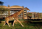 Hotel Disney's Animal Kingdom Lodge