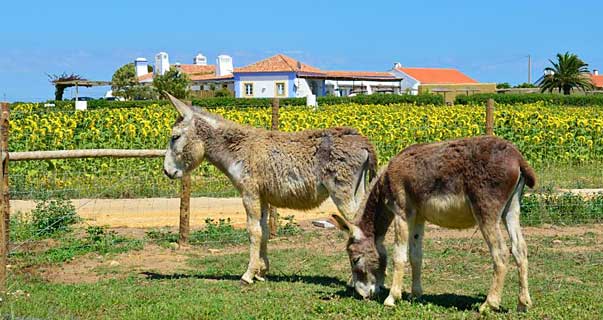 Herdade Do Touril