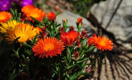 Hostal Celo Garden