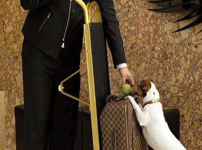Altis Avenida Hotel whith dog