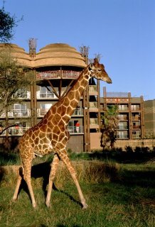 Hotel Disney's Animal Kingdom Lodge