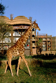 Hotel Disney's Animal Kingdom Lodge Package