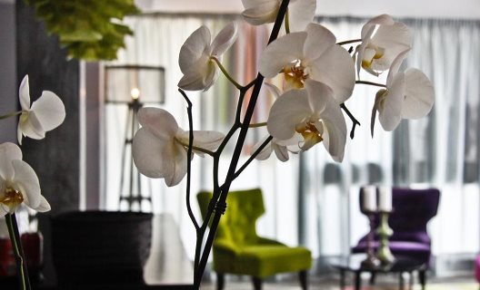 Hotel Feliz