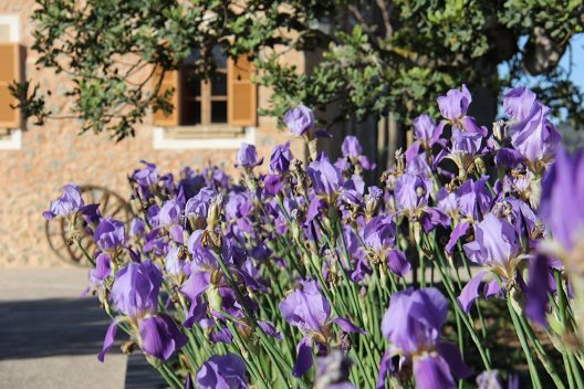 Hotel Finca Can Estades