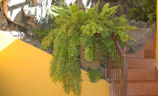 Hotel Jardín Concha
