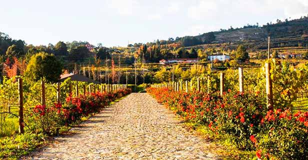 Hotel Lavandeira Douro Nature Wellness