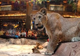 Hotel Mgm Grand