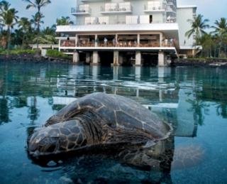 Hotel Outrigger Keauhou Beach