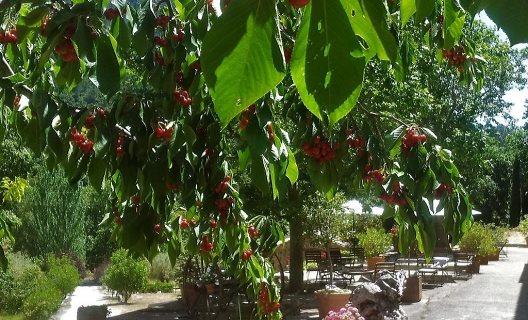 Hotel Rural Honor Vell
