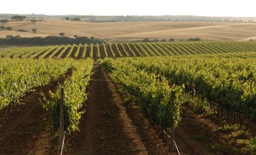 Hotel Vila Gale Alentejo Vineyard