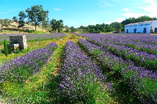 Quinta Das Lavandas