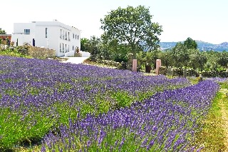 Quinta Das Lavandas